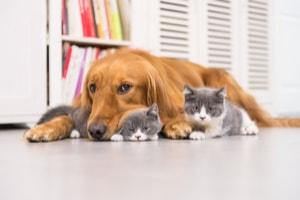 Farmington Hills divorce lawyer, Michigan divorce, pets and divorce, Michigan divorce law, pet custody